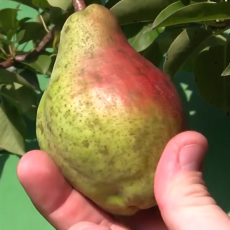 Le Conte Pear (Pyrus communis)