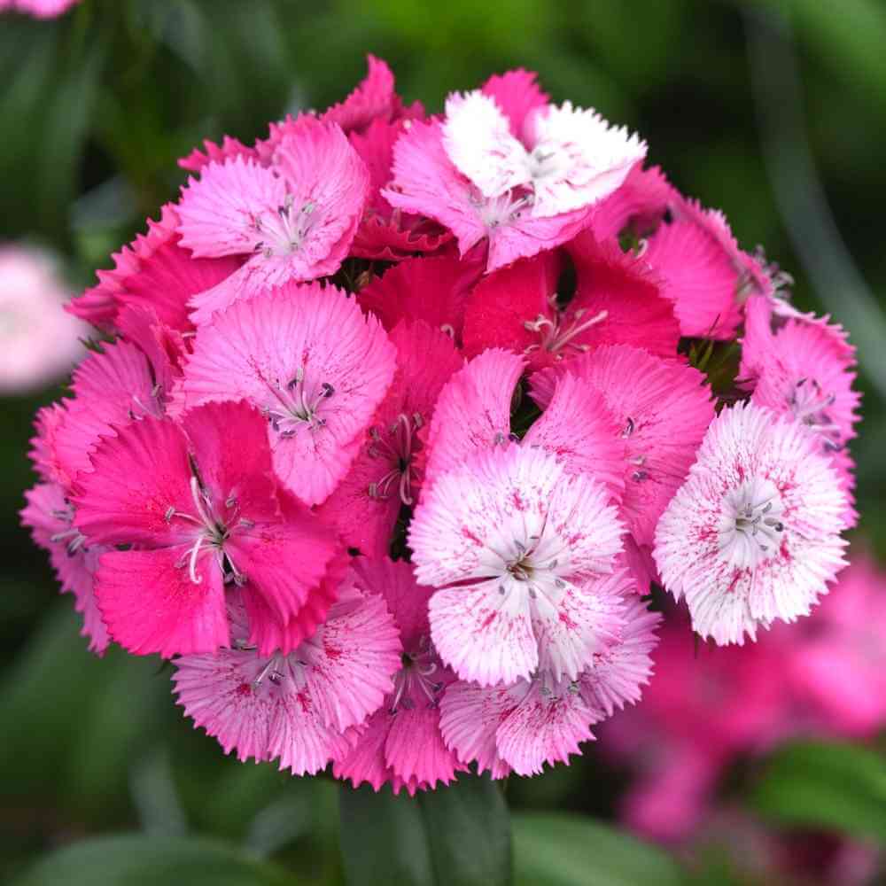 Dianthus Dianthus Barbatus Pink Sweet William Flower Seeds for Planting – Bright Blooms for Pollinator Gardens and Borders