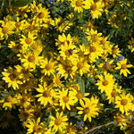 high-germination-non-gmo-bright-yellow-viguiera-seeds

