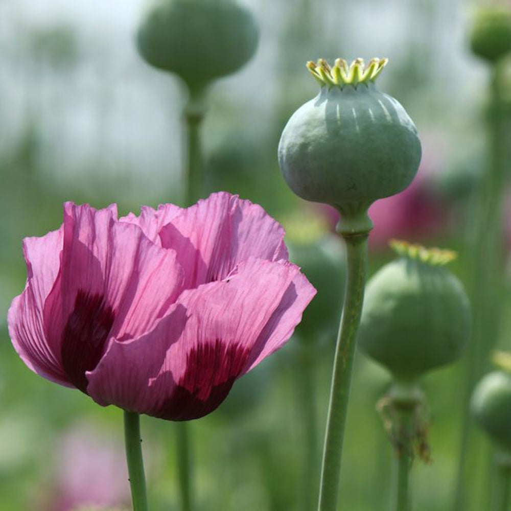 Imported Tasmanian Poppy Seeds for Planting Papavear Somniferum – Heirloom, Non-GMO, High Germination Organic Garden Seeds