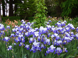 FX Schreiner Tall Bearded Iris