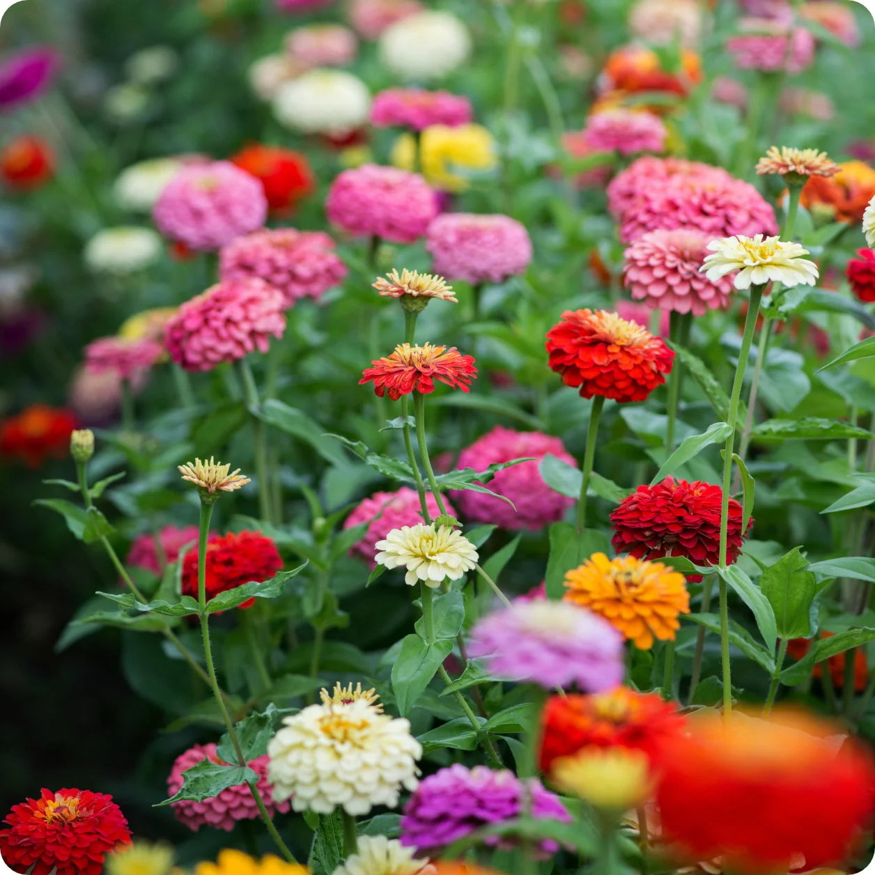 Cosmic Zen - Zinnia & Cosmos Flower Seed Mix