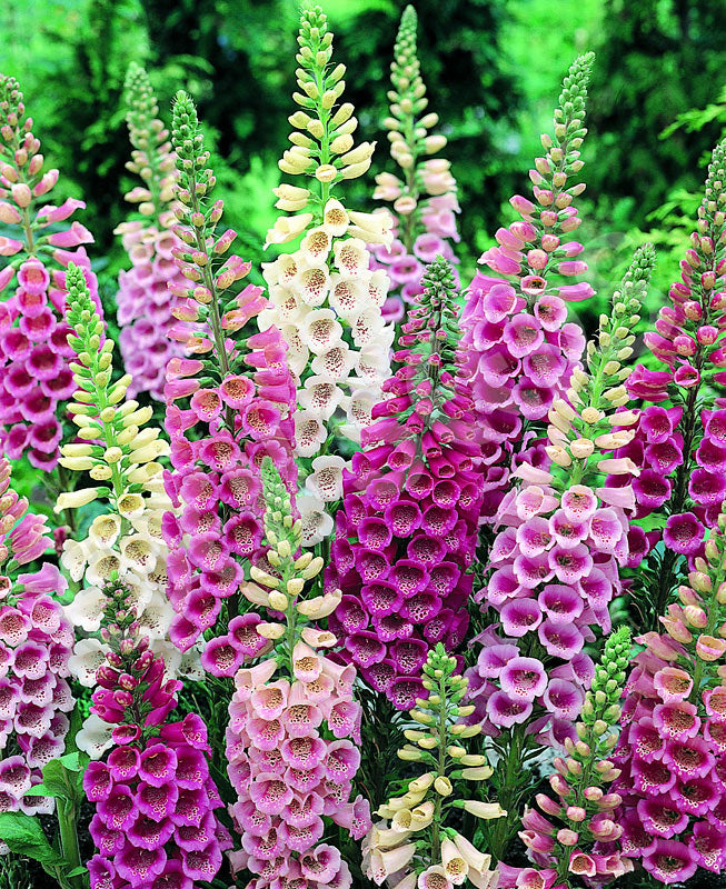 Foxglove Seeds - Excelsior Mix Seeds