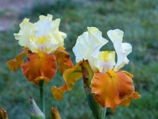 Fall Fiesta Tall Bearded Iris