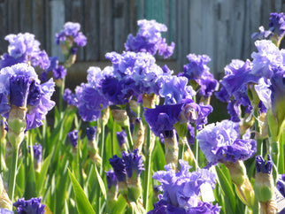 Family Pride Tall Bearded Iris