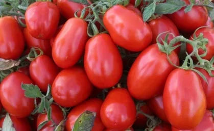 Fast Adaptability Determinate Hybrid Tomato Vegetable – Heirloom, Non-GMO, High Germination Organic Garden Seeds
