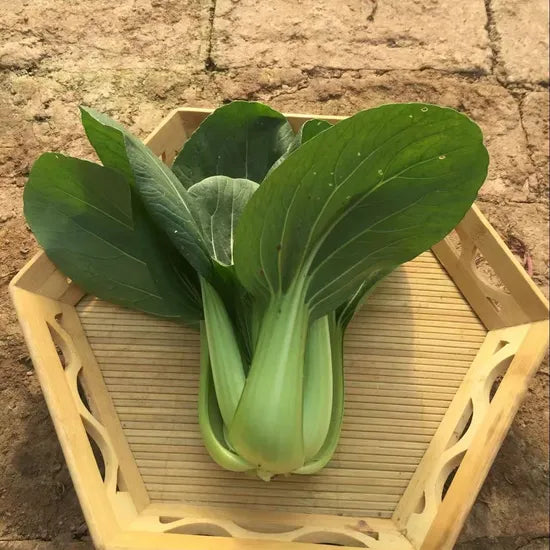Fast Growing Hybrid Pak Choi heirloom non-gmo organic garden seeds