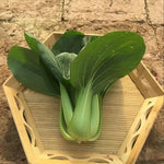 Fast Growing Hybrid Pak Choi heirloom non-gmo organic garden seeds