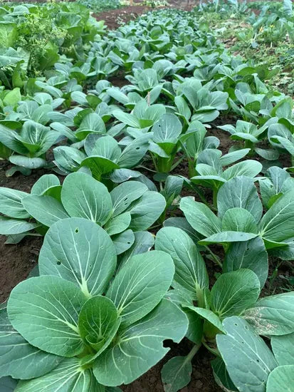 Fast Grown Hybrid Pak Choi heirloom non-gmo organic garden seeds