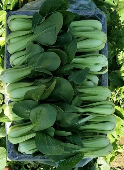 Fast Grown Hybrid Pak Choi – Heirloom, Non-GMO, High Germination Organic Garden Seeds