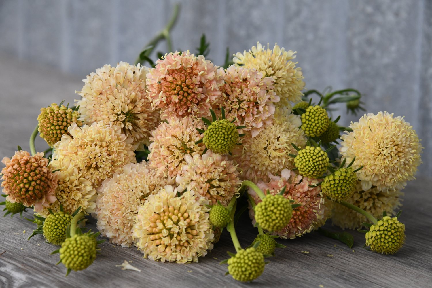 Sweet Scabious Fata Morgana Organic