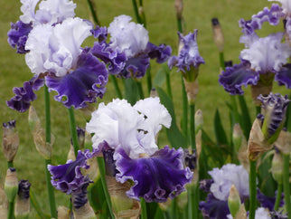 Feel The Thunder Tall Bearded Iris