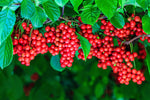 Female Schisandra vine with bright red berries, seeds for medicinal fruit harvest