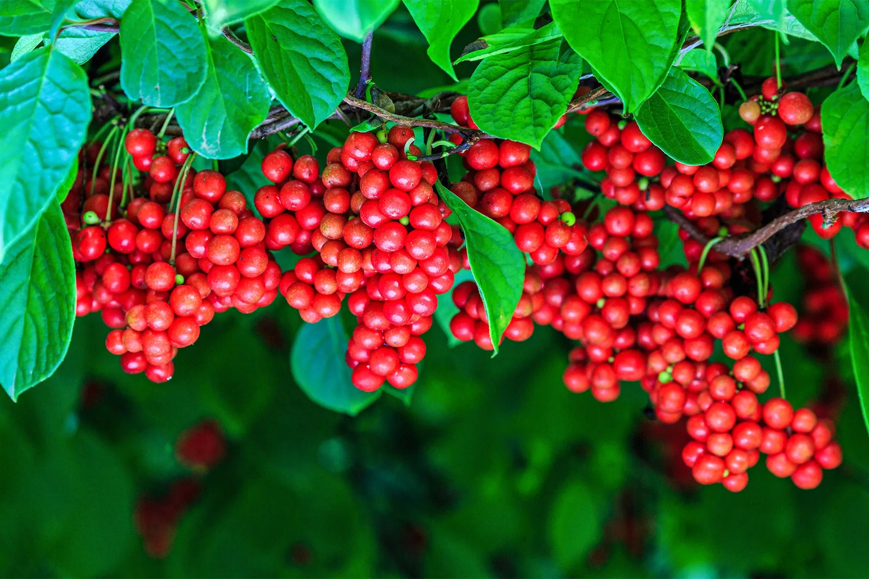 Female Schisandra vine with bright red berries, seeds for medicinal fruit harvest