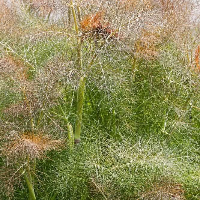 Fennel Bronze Smokey Herb Seeds for Planting Scientific Name Placeholder for planting in home garden
