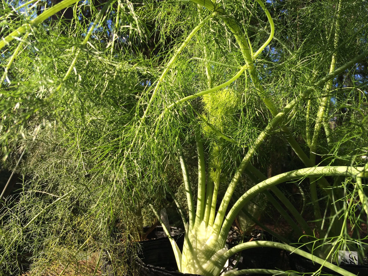 Fennel companion planting_beneficial_insects_herb seeds