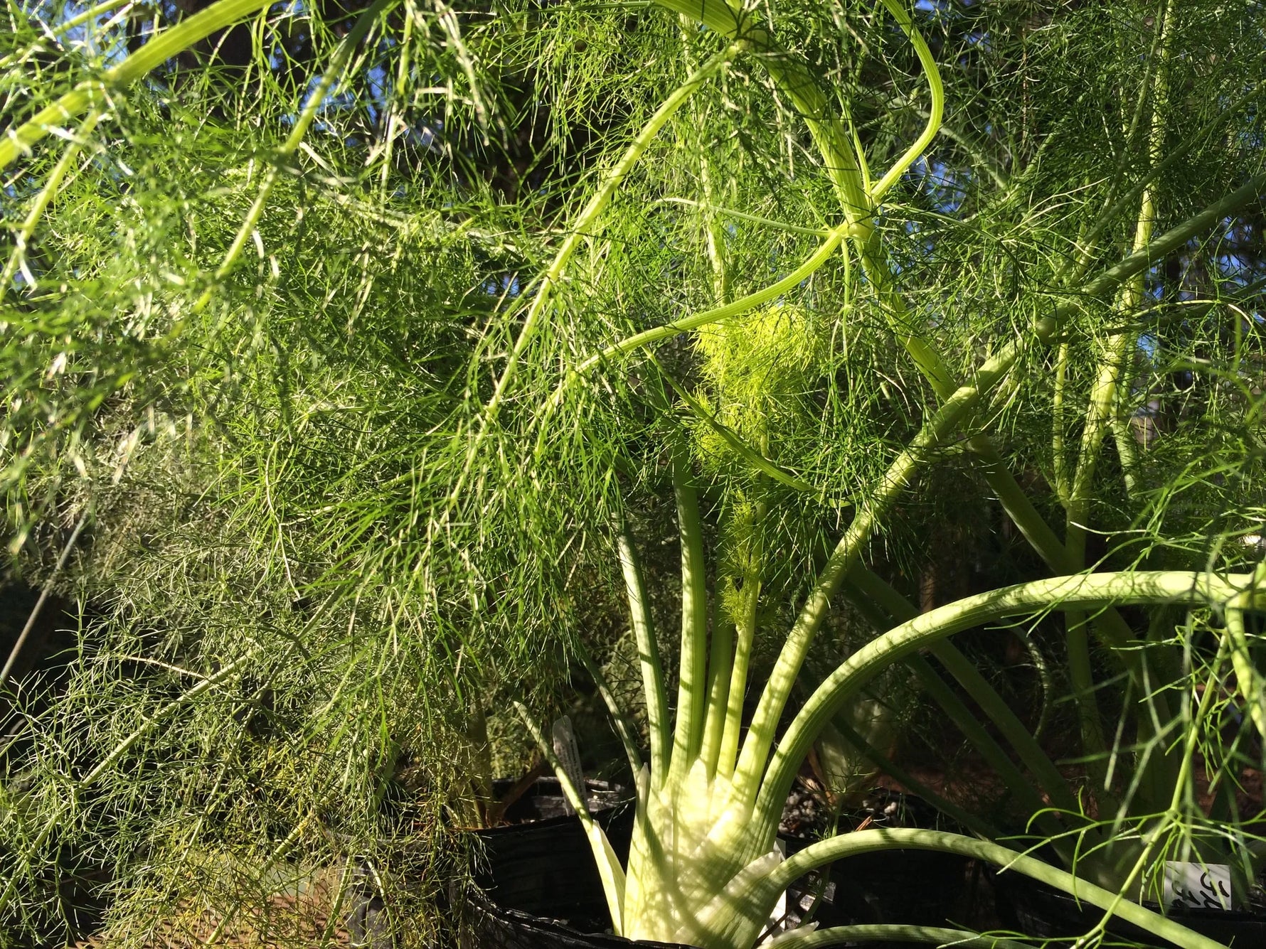 Fennel companion planting_beneficial_insects_herb seeds