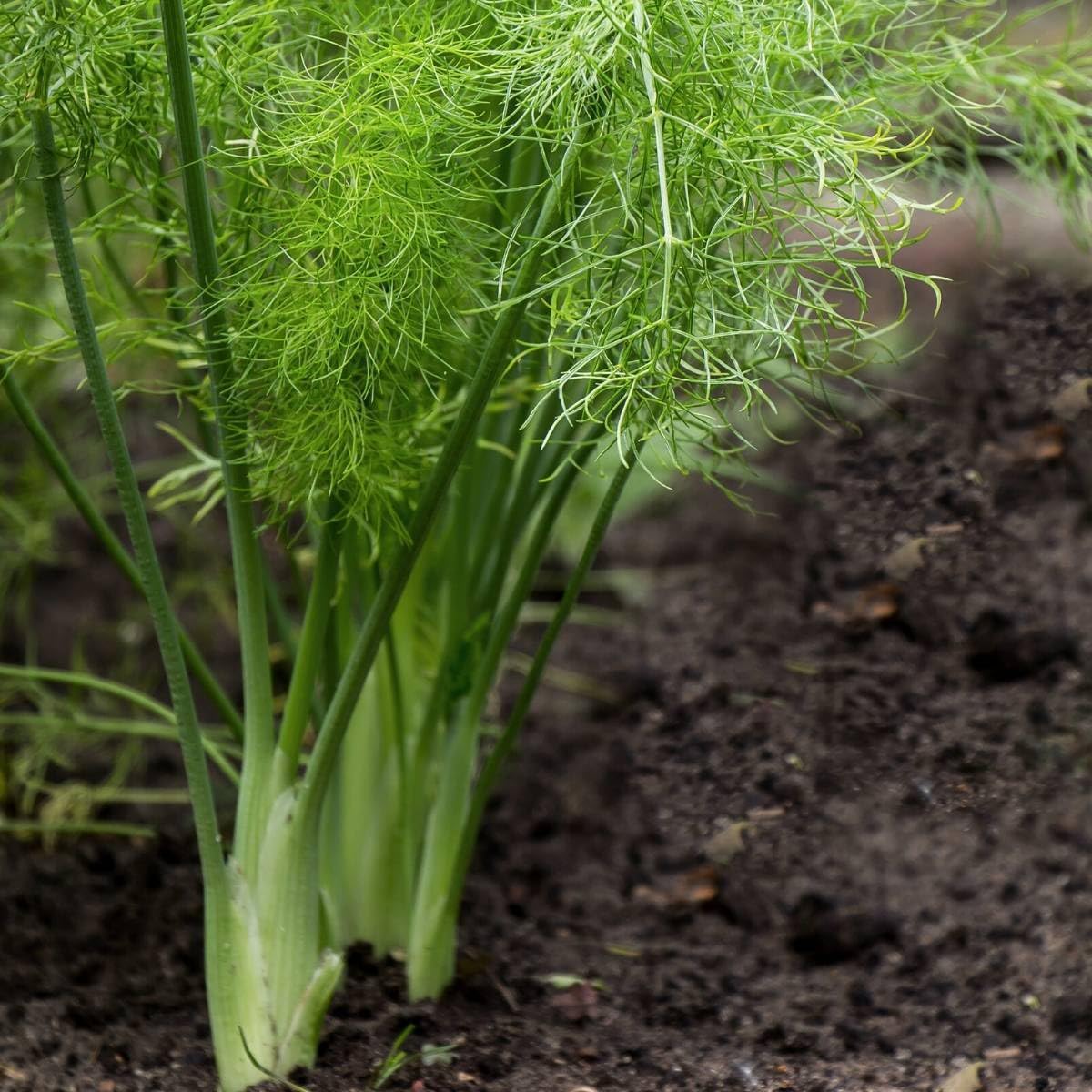 Fennel seeds_packet_aromatic culinary herb_planting