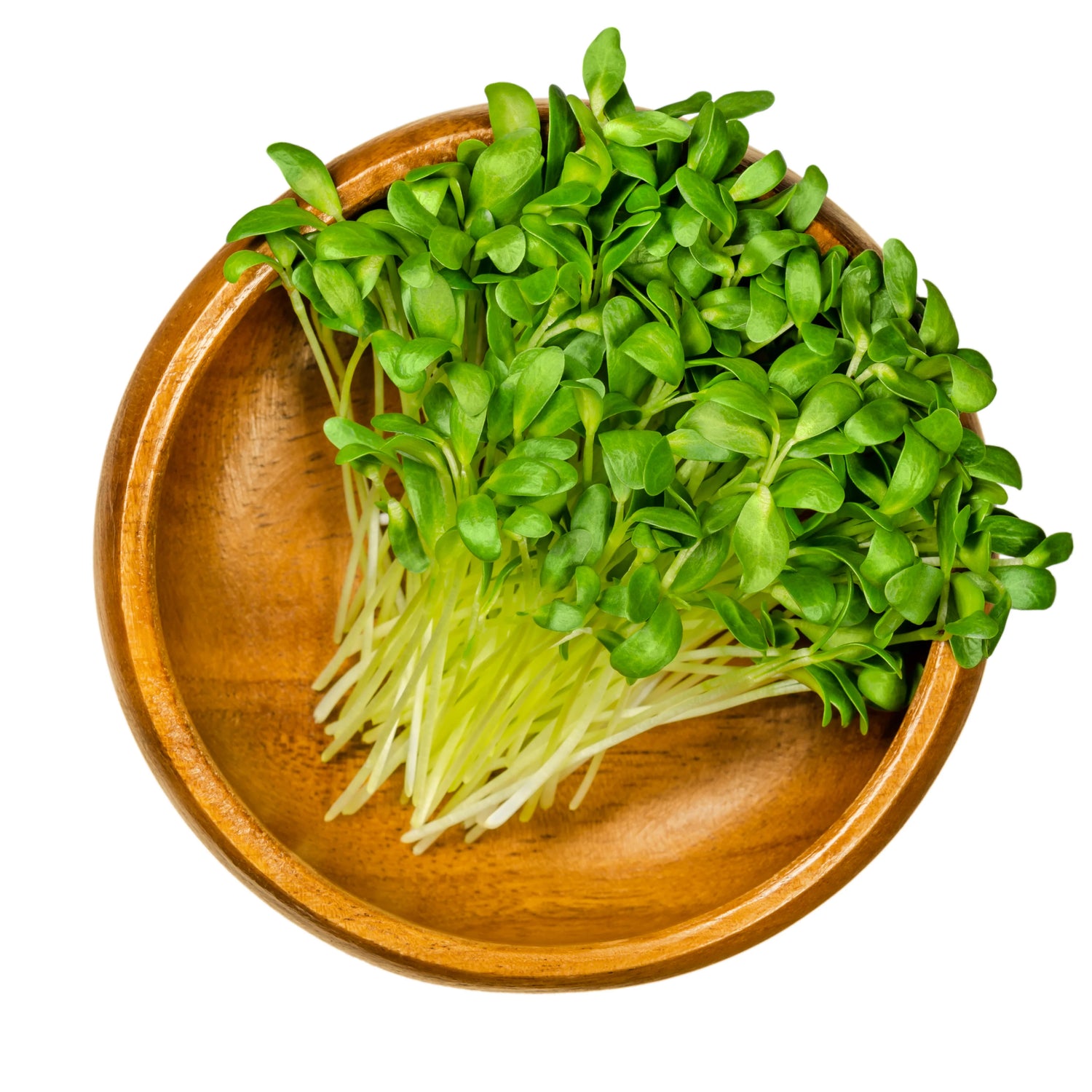 Sprouts - Microgreens - Fenugree