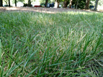 thick, healthy Tall Fescue grass blades with deep green color

