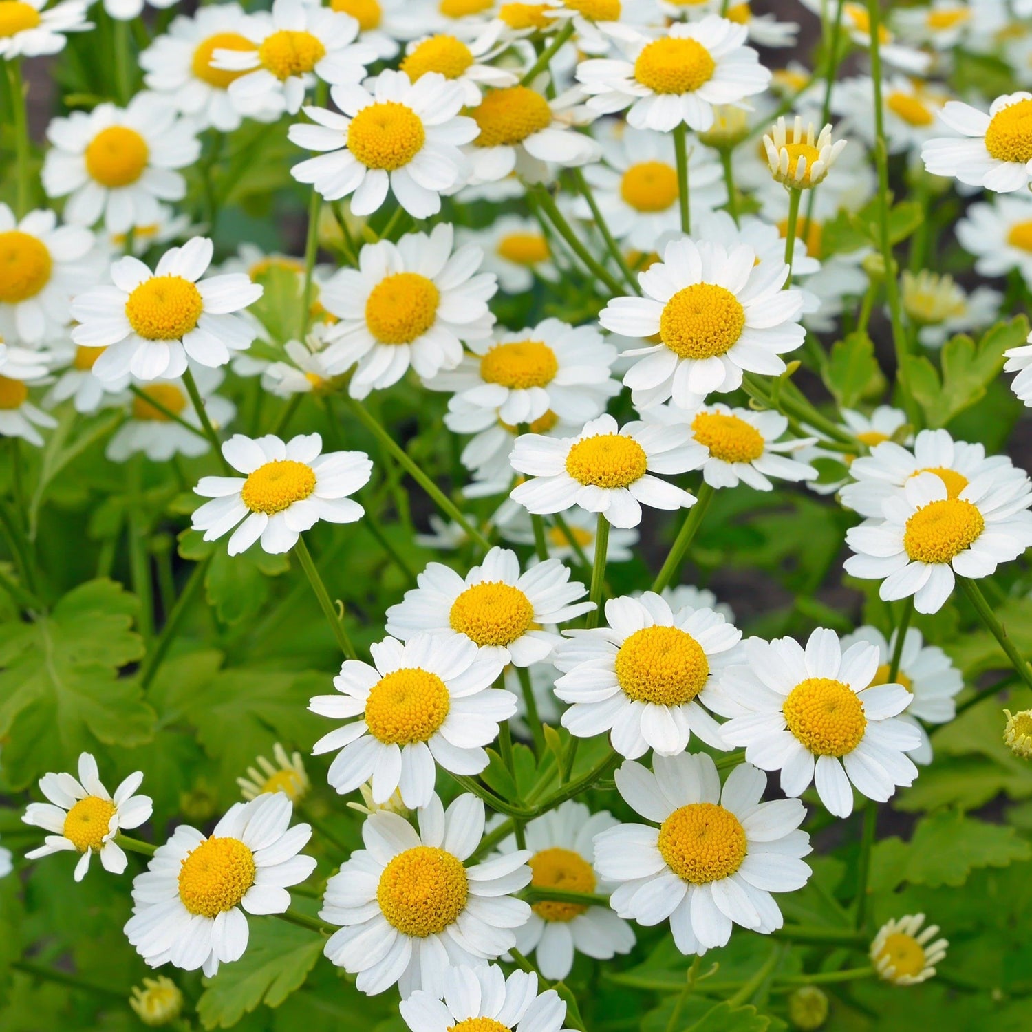 Feverfew Organic Seeds