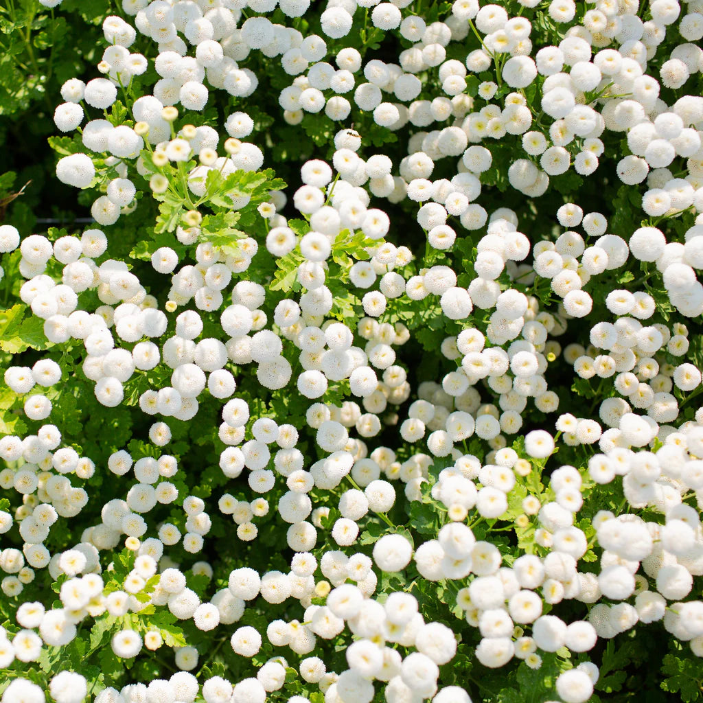 Feverfew Snowball Seeds