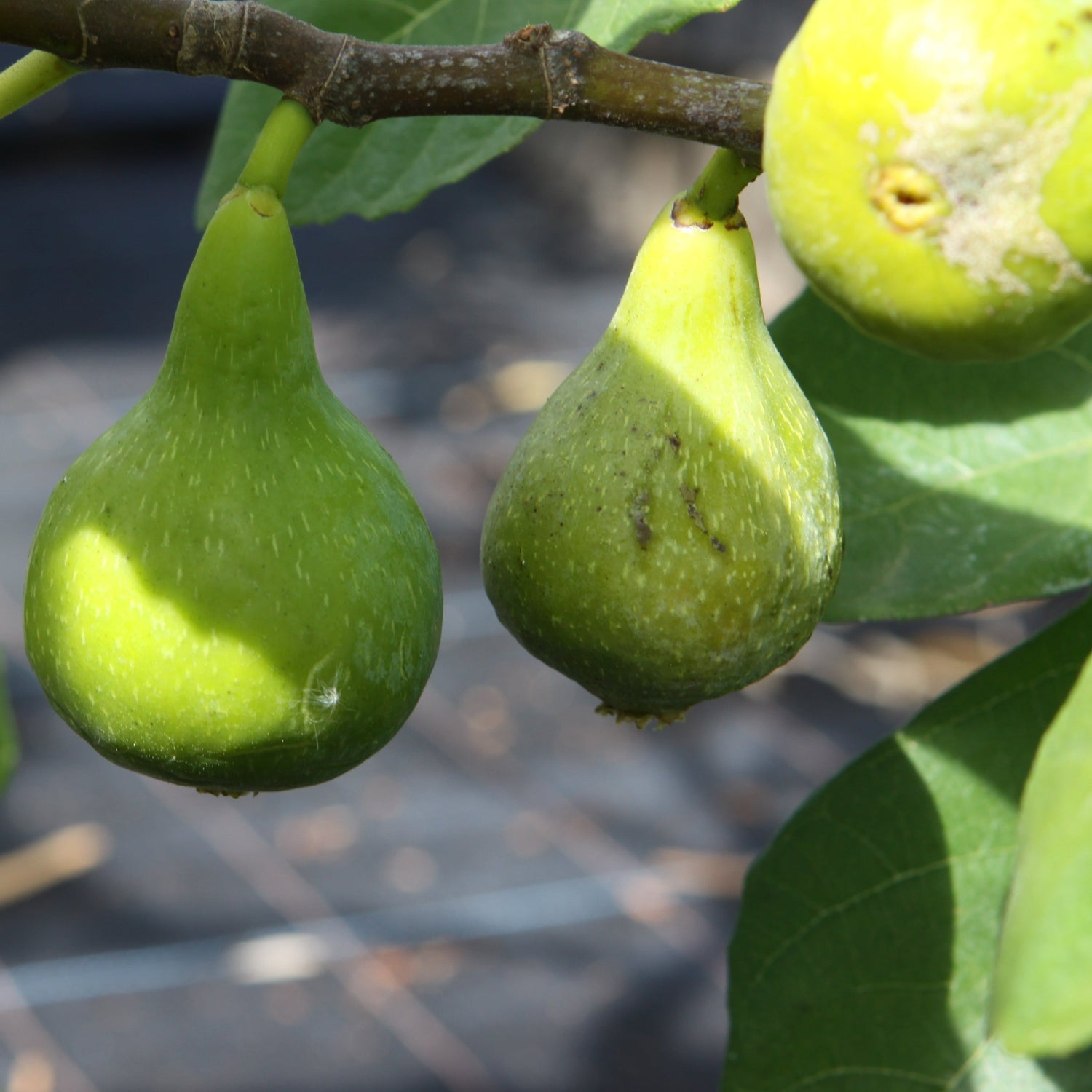 Desert King Fig (Ficus carica)