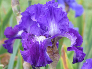 Fiddlin' Around Tall Bearded Iris