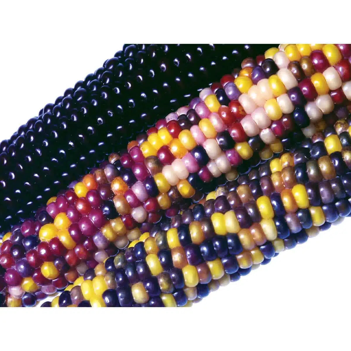 Fiesta Hybrid Corn Seeds | Multi-Colored Sweet Ornamental Corn – Heirloom, Non-GMO, High Germination Organic Garden Seeds