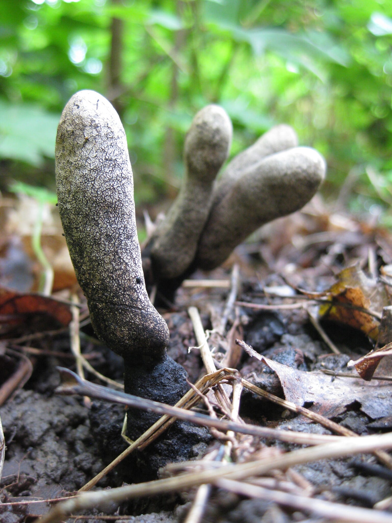 Dead Man’s Fingers (Xylaria polymorpha)