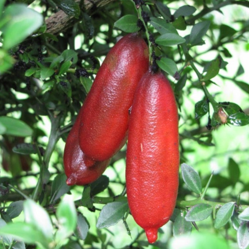 Finger Lime perennial tree growing in a large pot in a container garden
