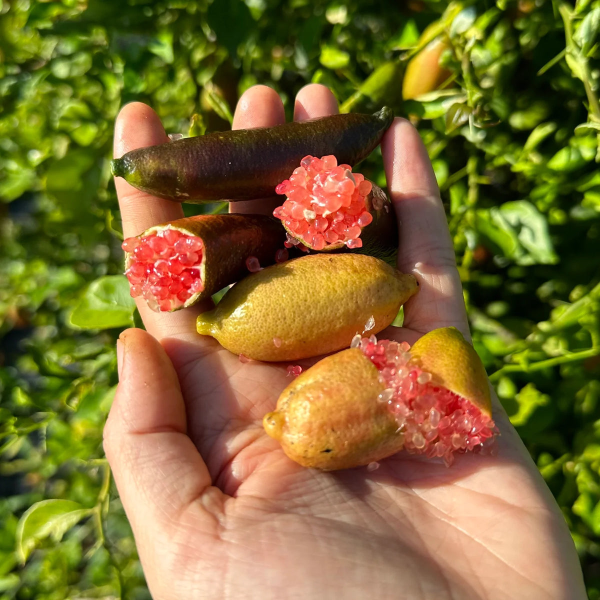 Small Finger Lime seedlings growing in starter pots perennial