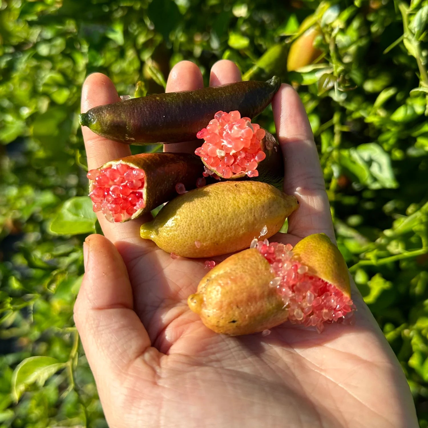 Small Finger Lime seedlings growing in starter pots perennial