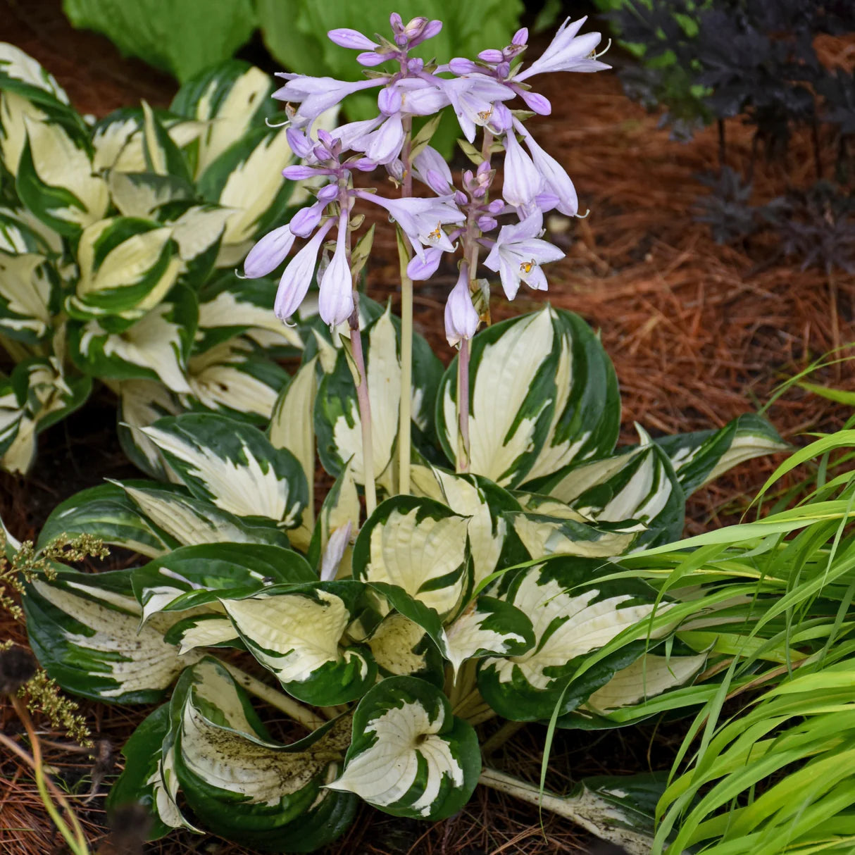 Hosta Roots - Fire & Ice