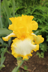 First Interstate Tall Bearded Iris