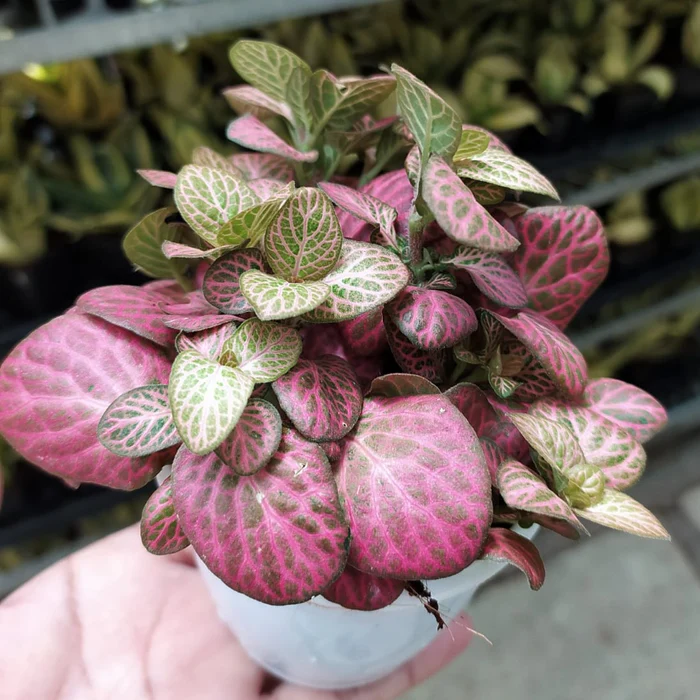 Fittonia Multi-Colour Plant Seeds for Planting - NON GMO Seeds