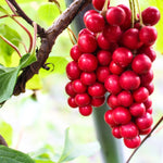 Five Flavor Fruit seeds, Wu Wei Zi adaptogen vine for planting and stress support