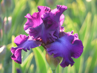 Five O'Clock - Bonus Tall Bearded Iris