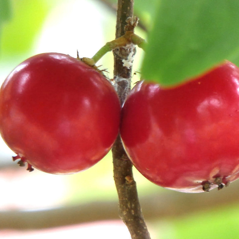 Lovi-Lovi Fruit (Flacourtia inermis)