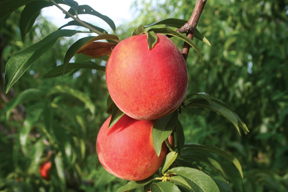 PF Lucky 13 Flamin’ Fury Peach (Prunus persica) – Sweet and Juicy Clingstone Peach