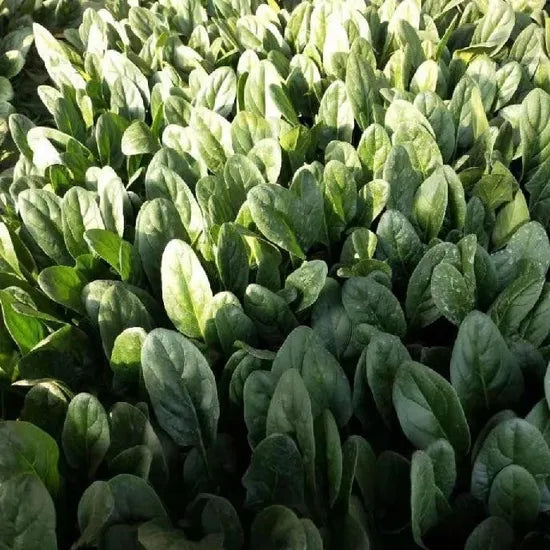 Flat Dark Green Leaf Hybrid Spinach – Heirloom, Non-GMO, High Germination Organic Garden Seeds