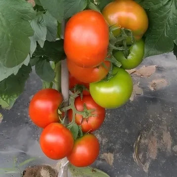 Flat Round Shape Determinate Tomato For Sowing – Heirloom, Non-GMO, High Germination Organic Garden Seeds