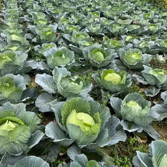 Flat Shape Mid Maturity Flat Head Shape Cabbage For Sowing heirloom non-gmo organic garden seeds