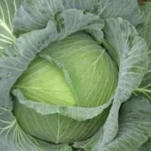 Flat Shape Mid Maturity Flat Head Shape Cabbage For Sowing – Heirloom, Non-GMO, High Germination Organic Garden Seeds