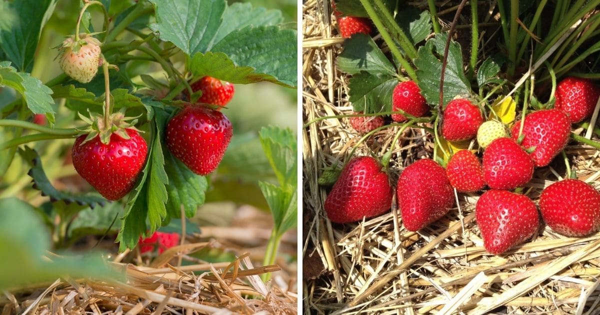 Flavorfest Strawberry (Fragaria × ananassa)