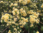 Rosa Banksia Flower Seeds for Planting - NON GMO Seeds Dhara Seeds