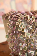 organic-string-of-hearts-pretty-pink-seeds

