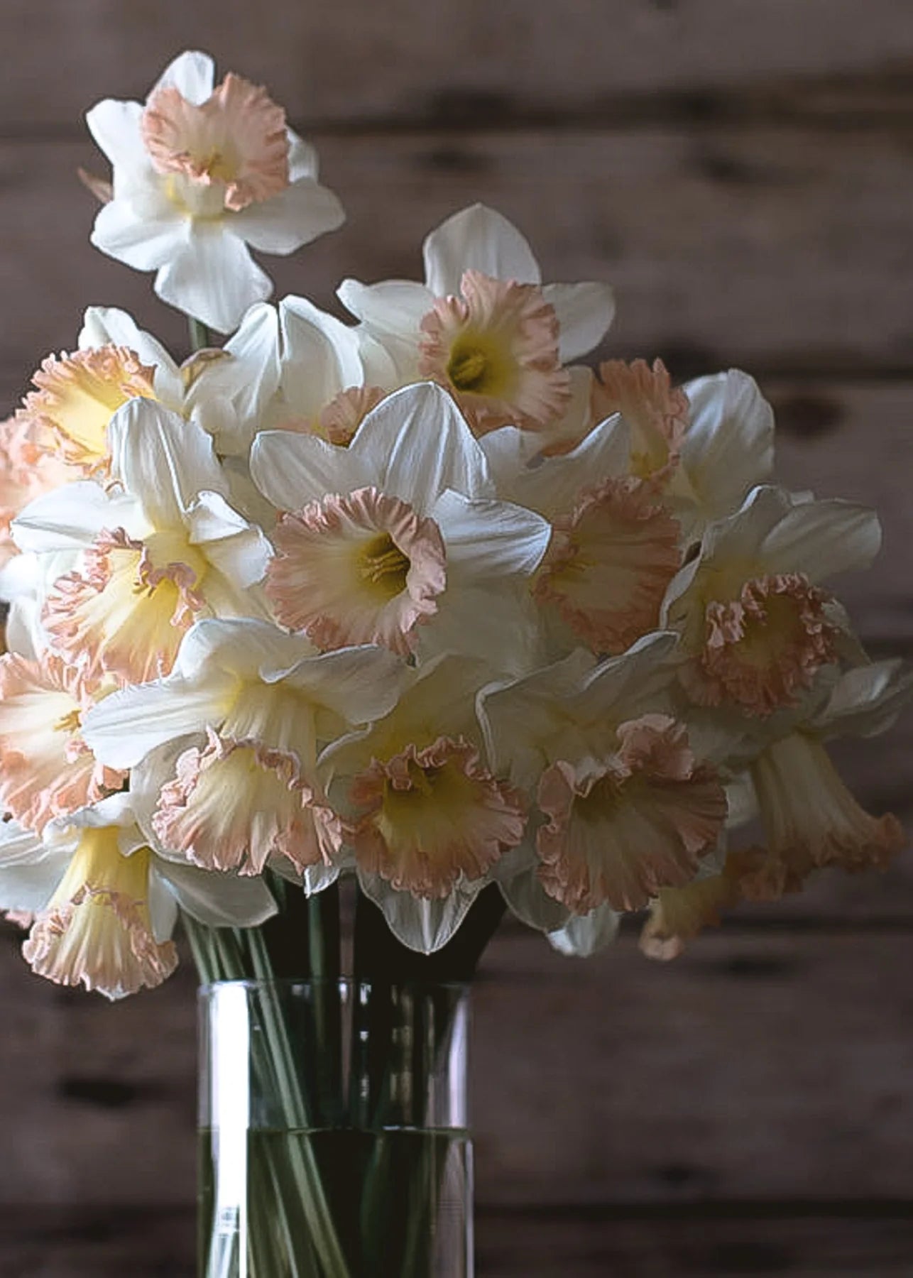 Daffodil Bulbs - British Gamble