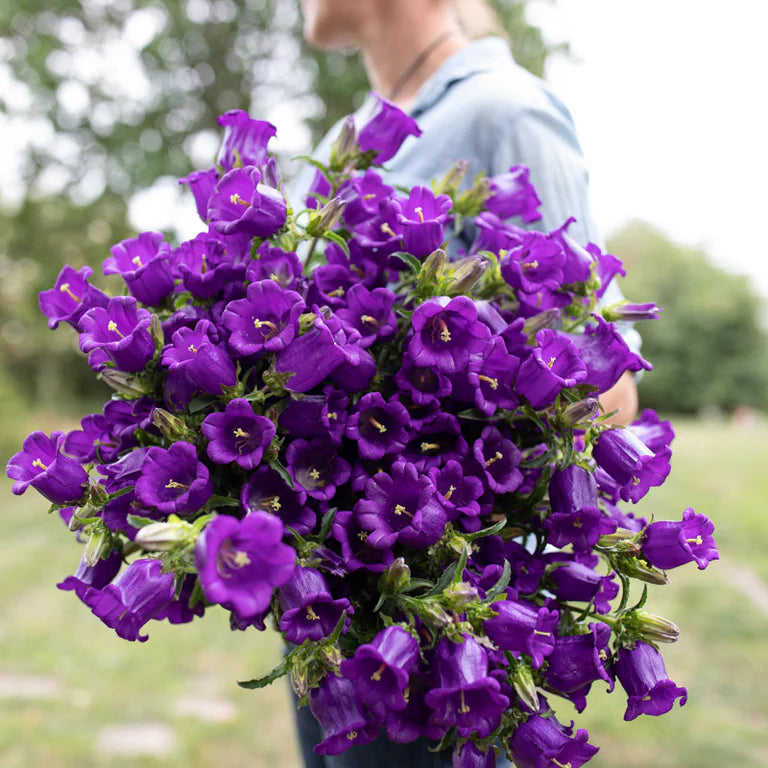 Canterbury Bells Seeds - Champion Blue