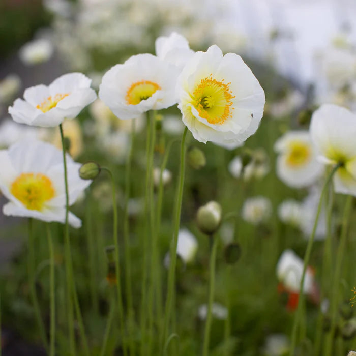 Iceland Poppy Seeds - Champagne Bubbles White